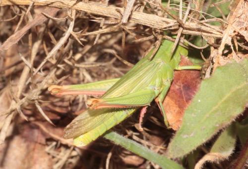 Réf. 295 051 : Chorthippus jucundus